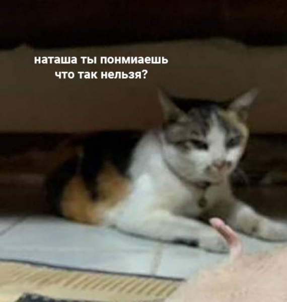 Вставай, мы всё уронили: топ мемов про Наташу и котов