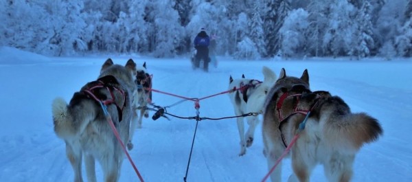 Планы на выходные: топ-9 мест, где можно покататься на упряжке с хаски и самоедами