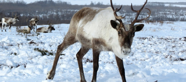 Планы на выходные: топ-7 мест, где северные олени дают их покормить, сделать фото и выгулять