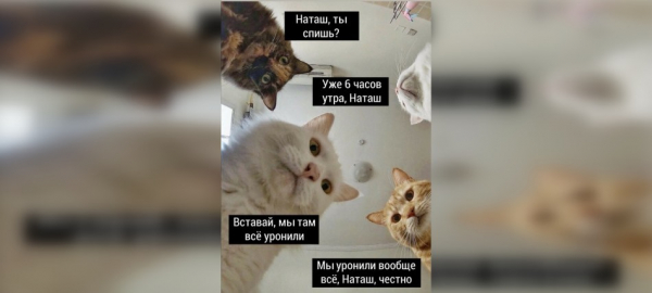 Вставай, мы всё уронили: топ мемов про Наташу и котов