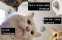 Вставай, мы всё уронили: топ мемов про Наташу и котов