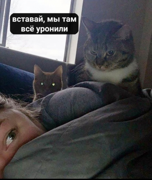 Вставай, мы всё уронили: топ мемов про Наташу и котов