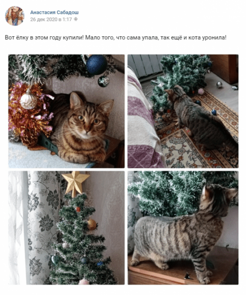 &laquo;Наташ, мы всё уронили&raquo;: самые эпичные видео и фото с котами и новогодними елками