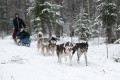 Планы на выходные: топ-9 мест, где можно покататься на упряжке с хаски и самоедами