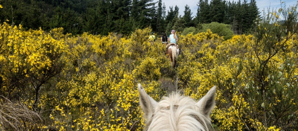 Планы на выходные: топ-10 мест для конных прогулок в Ленобласти и Петербурге