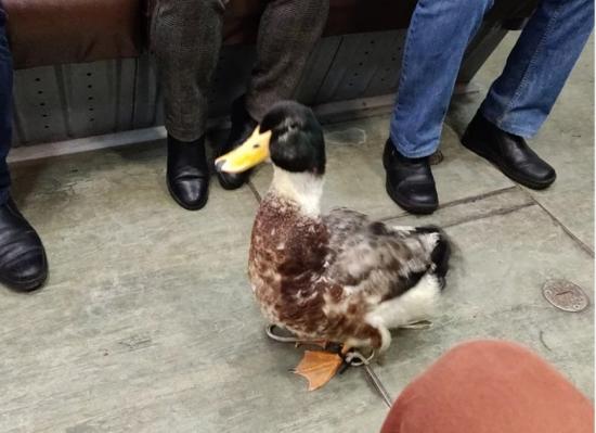 Петербуржцы жалуются на утку-попрошайку в метро, на её лечение собирают больше 7 лет