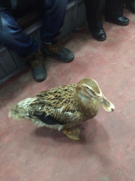 Петербуржцы жалуются на утку-попрошайку в метро, на её лечение собирают больше 7 лет