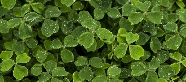 Ирландские танцы и фолк-концерты: как в Петербурге отпразднуют День святого Патрика 2021