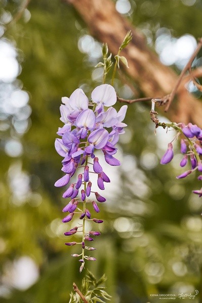 В Ботаническом саду зацвела китайская глициния В Ботаническом саду зацвела китайская глициния