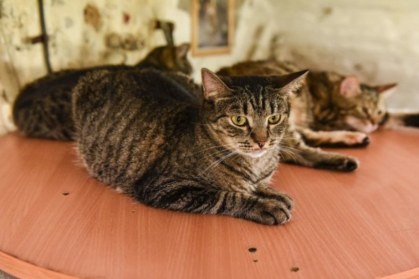  Музейные коты Санкт-Петербурга перейдут на легальное положение  