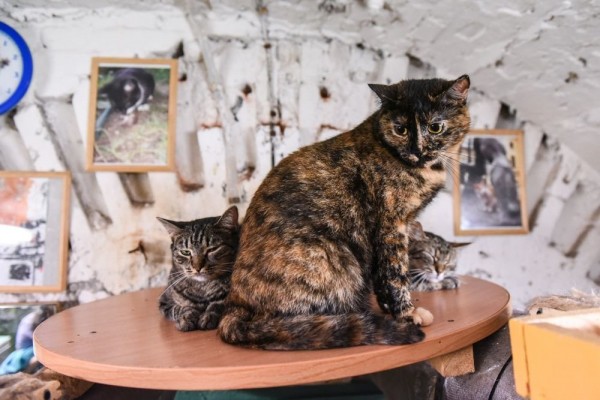  Музейные коты Санкт-Петербурга перейдут на легальное положение  