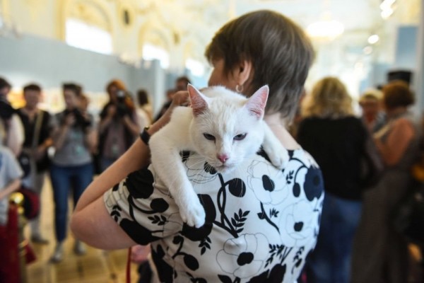  Музейные коты Санкт-Петербурга перейдут на легальное положение  