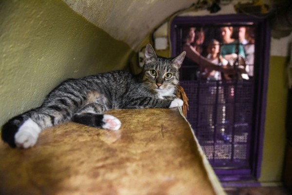  Музейные коты Санкт-Петербурга перейдут на легальное положение  