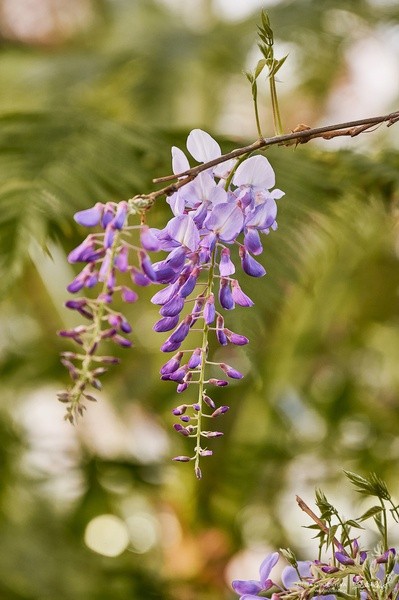 В Ботаническом саду зацвела китайская глициния В Ботаническом саду зацвела китайская глициния
