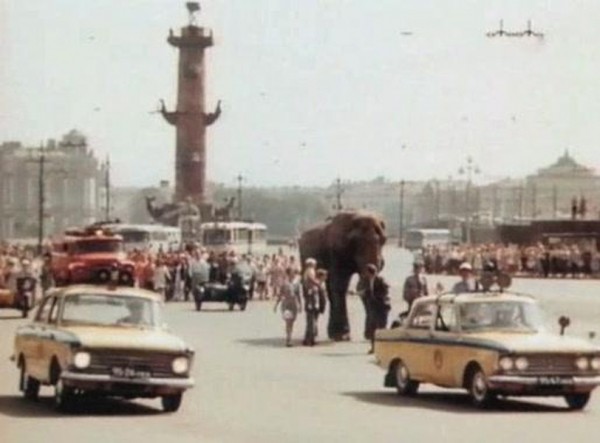 Четвероногие знаменитости: чем прославились животные Ленинградского зоопарка