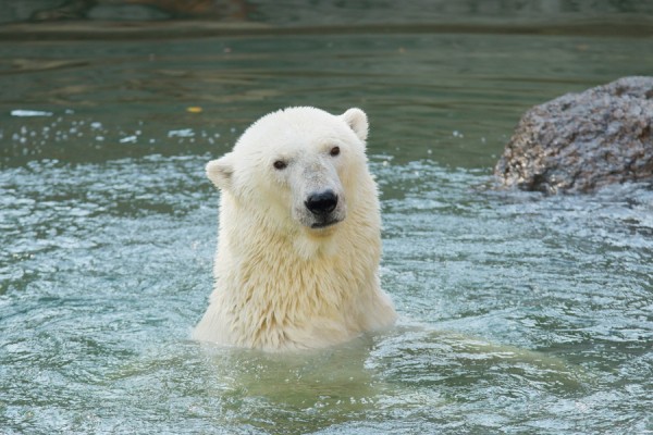 Четвероногие знаменитости: чем прославились животные Ленинградского зоопарка