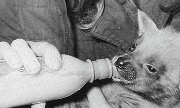 Четвероногие знаменитости: чем прославились животные Ленинградского зоопарка