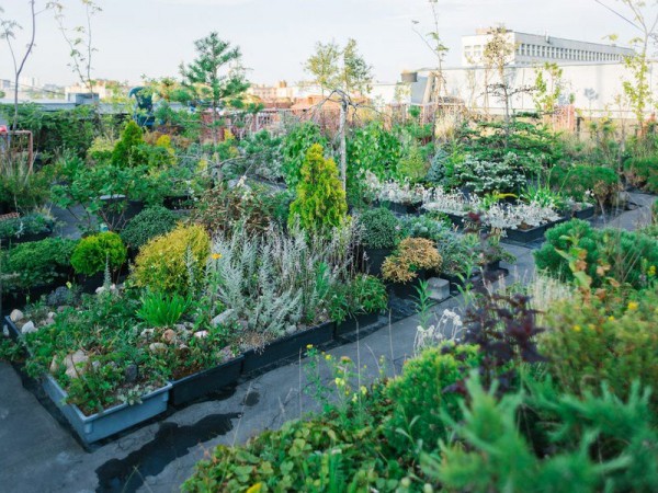 Петербуржец разбил сад на крыше многоэтажки