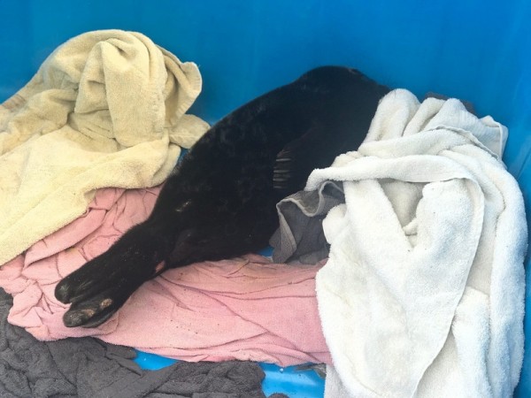 На Ладоге нашли истощённую нерпу, поклёванную птицами