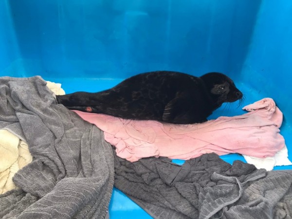 На Ладоге нашли истощённую нерпу, поклёванную птицами