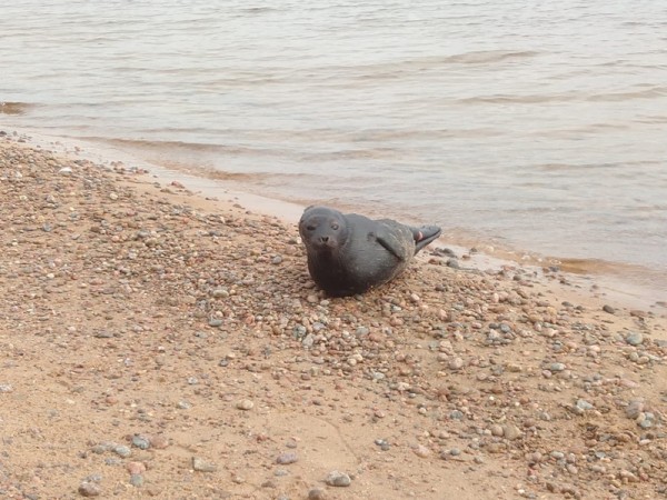 На Ладоге нашли истощённую нерпу, поклёванную птицами