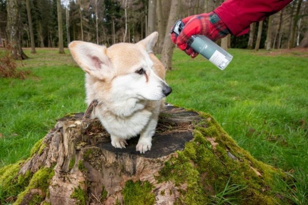 Елизавета II выпустила парфюм для собак