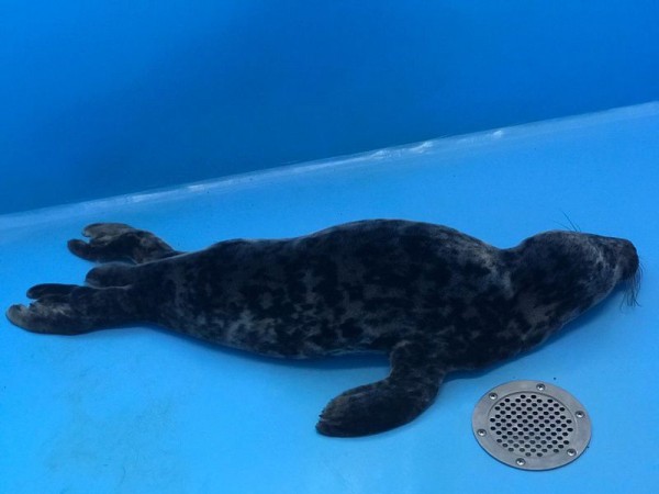 Петербургские зоозащитники спасли первого в этом году тюленёнка