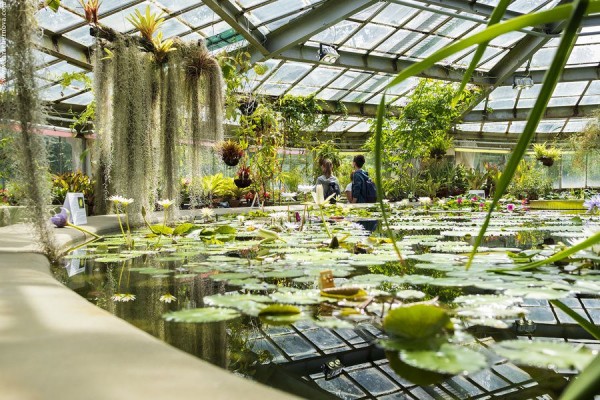 Зелено и богато: прогулка по Аптекарскому острову