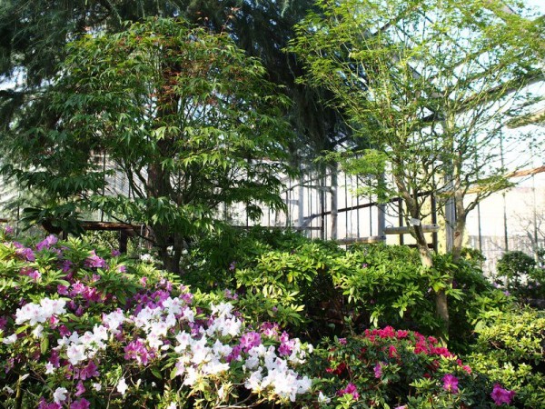 Зелено и богато: прогулка по Аптекарскому острову