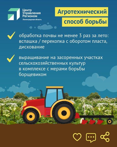 Жителям Ленобласти представили памятку по борьбе с борщевиком