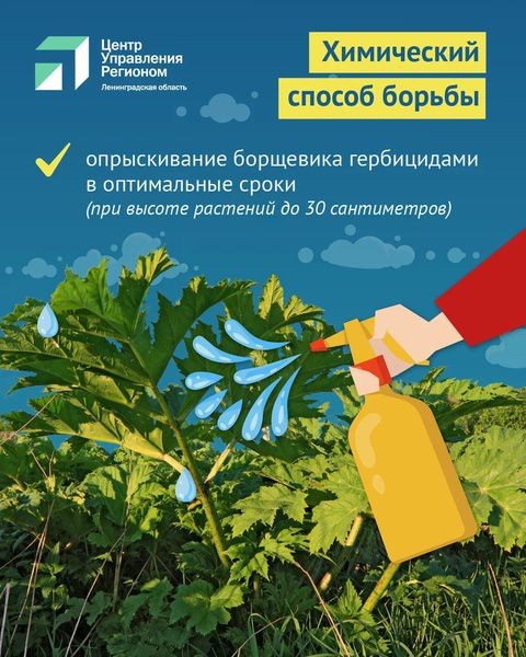 Жителям Ленобласти представили памятку по борьбе с борщевиком