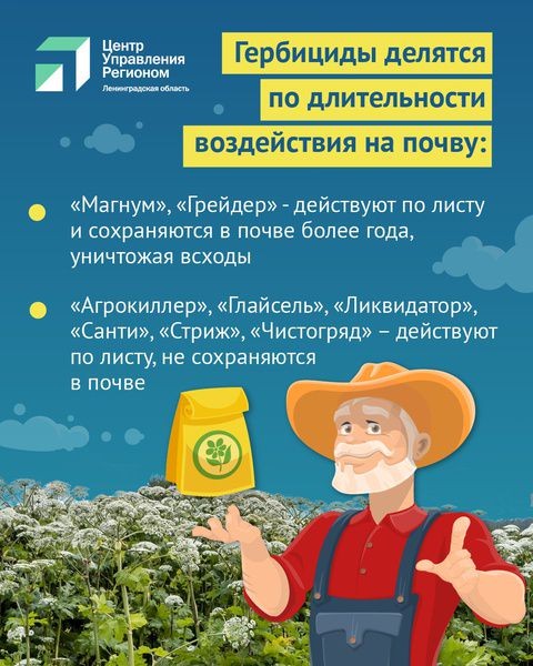 Жителям Ленобласти представили памятку по борьбе с борщевиком