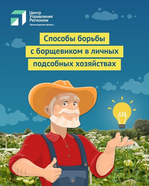 Жителям Ленобласти представили памятку по борьбе с борщевиком