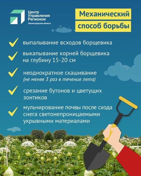 Жителям Ленобласти представили памятку по борьбе с борщевиком