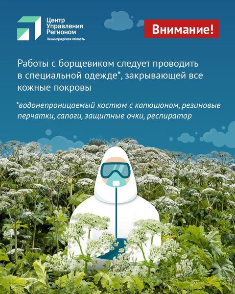 Жителям Ленобласти представили памятку по борьбе с борщевиком