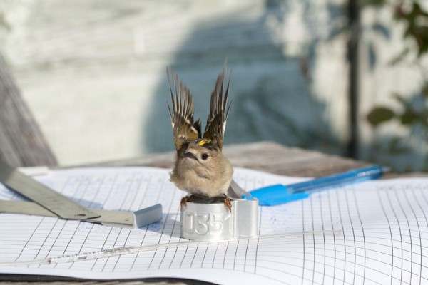 Петербург глазами научного волонтёра