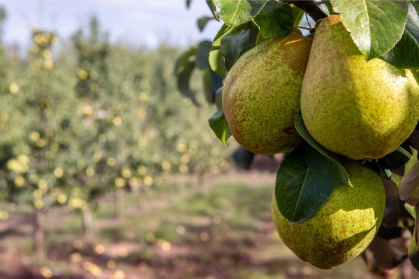 Петербург глазами научного волонтёра