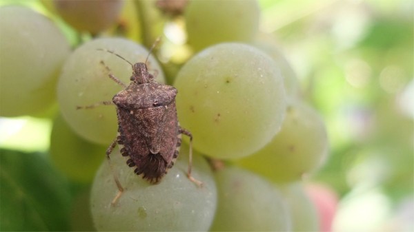 Петербург глазами научного волонтёра